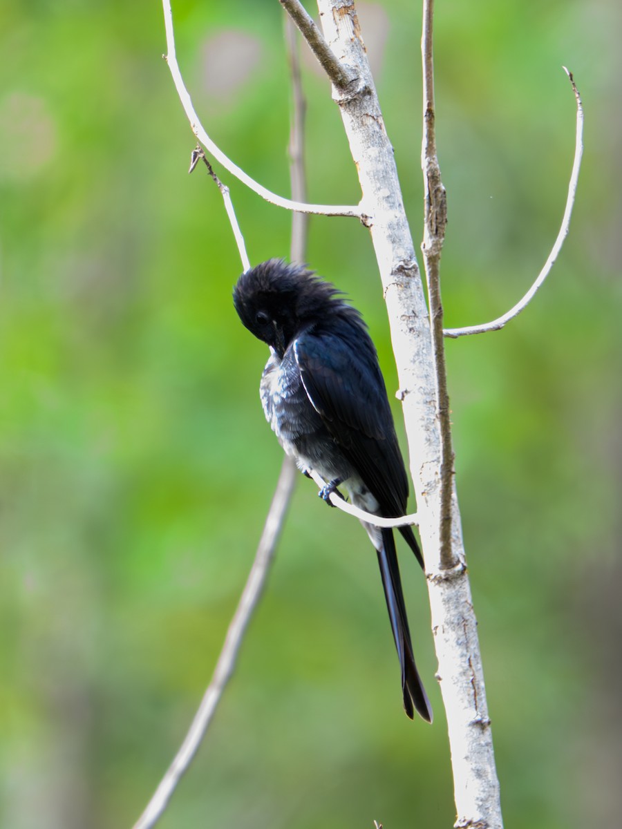 Black Drongo - ML641911503