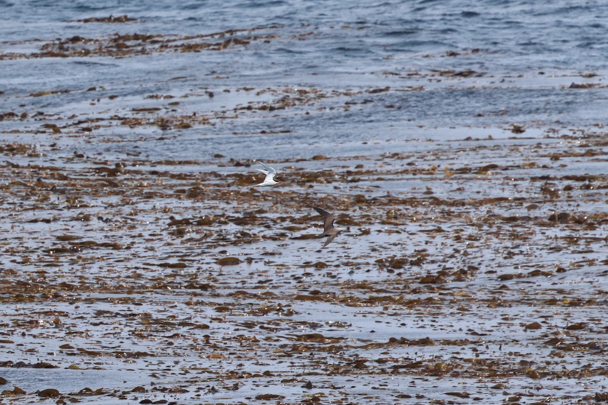 Brown Noddy - ML641911517