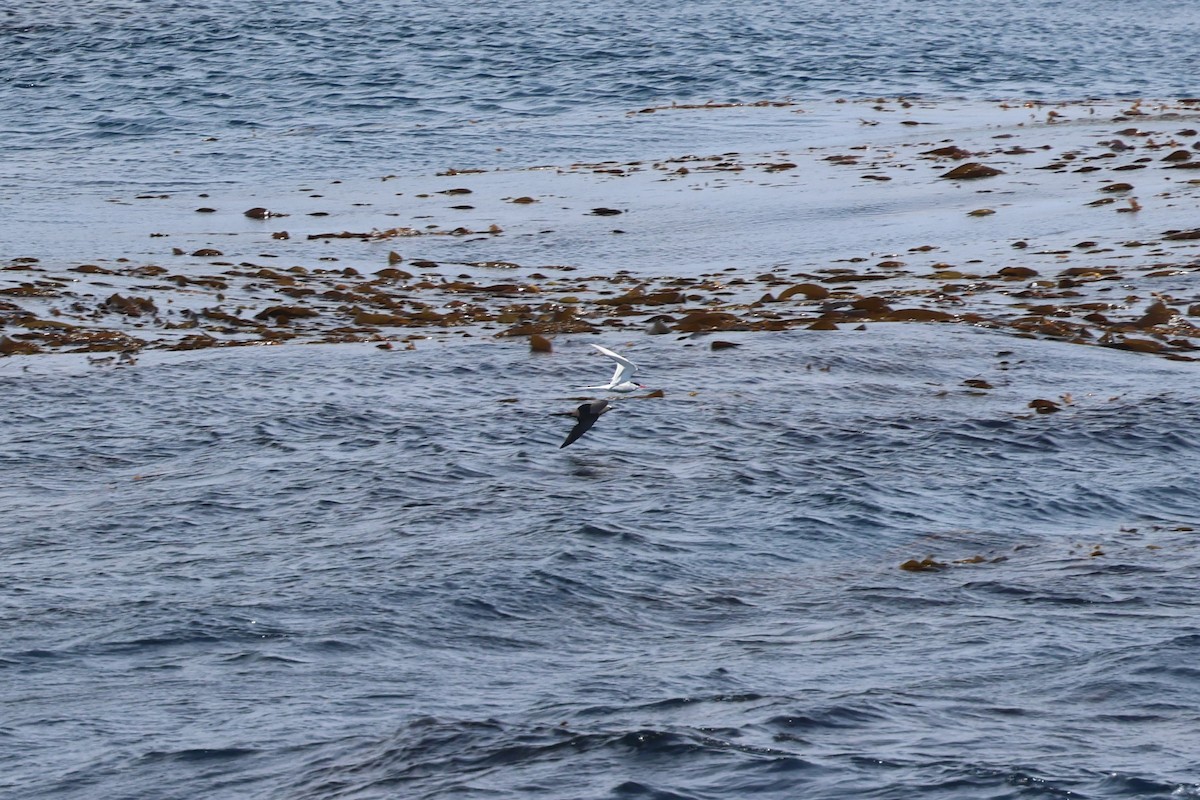 Brown Noddy - ML641911524