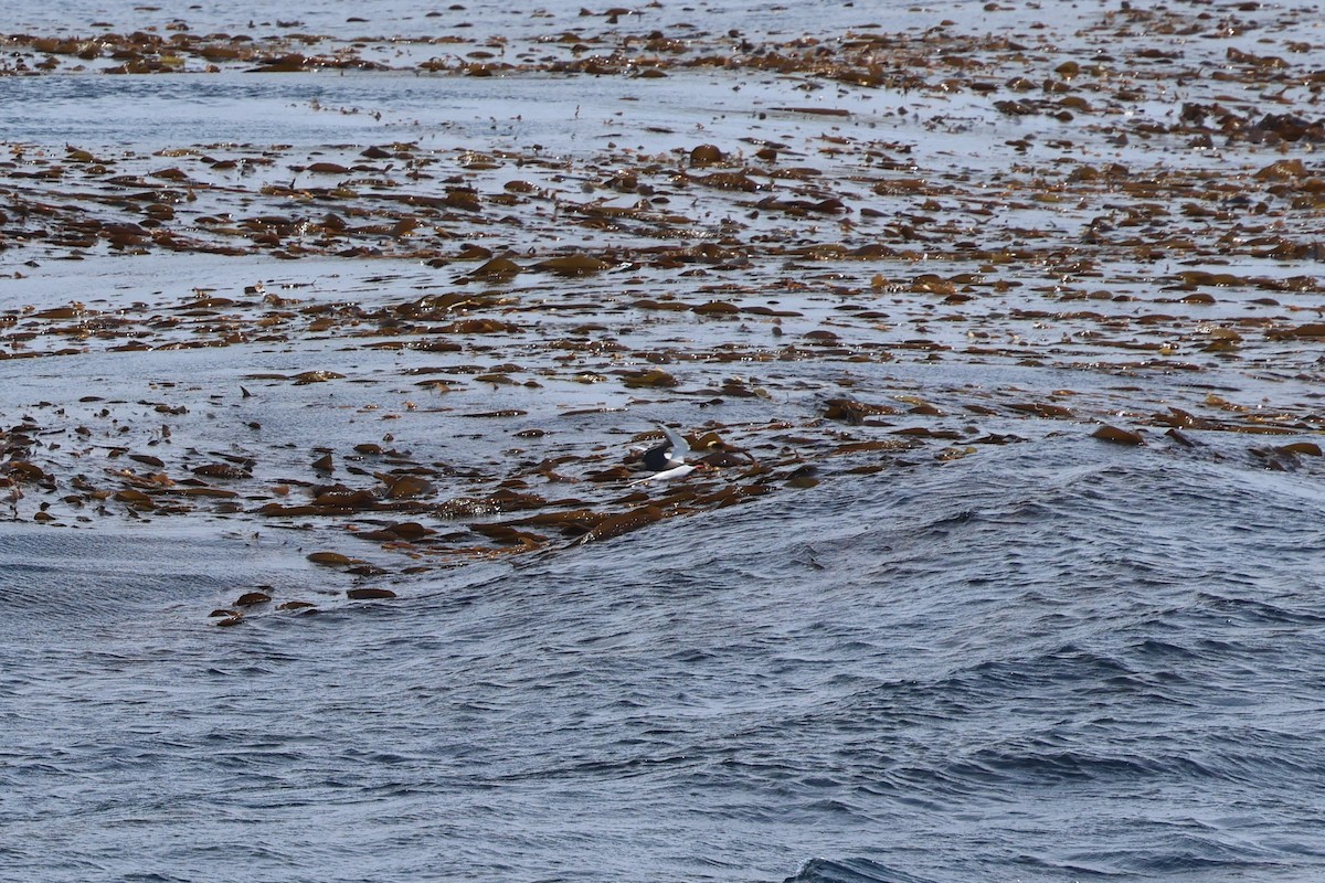 Brown Noddy - ML641911535