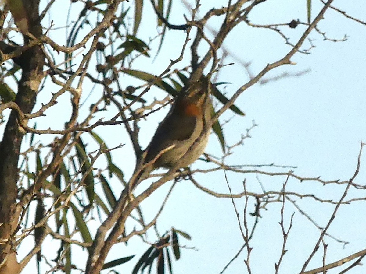 Western Spinebill - ML641911555