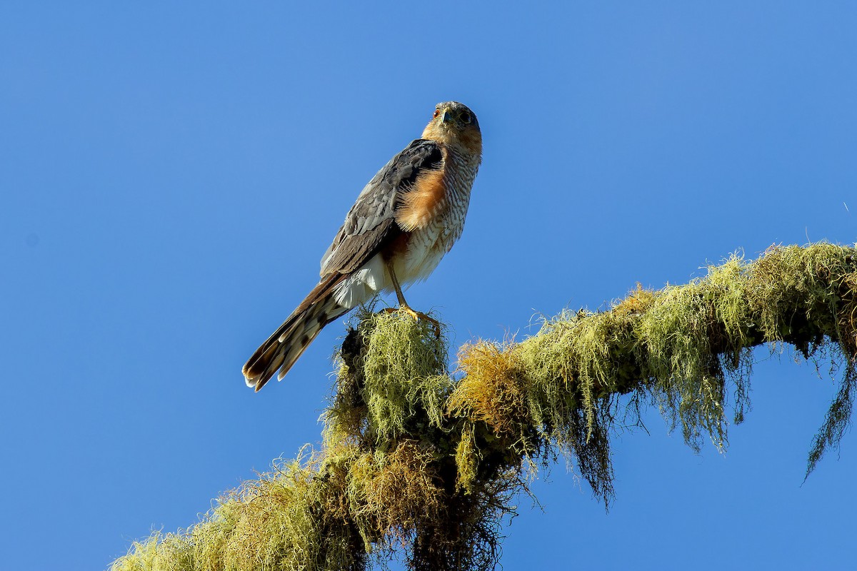 Sharp-shinned Hawk - ML641911566