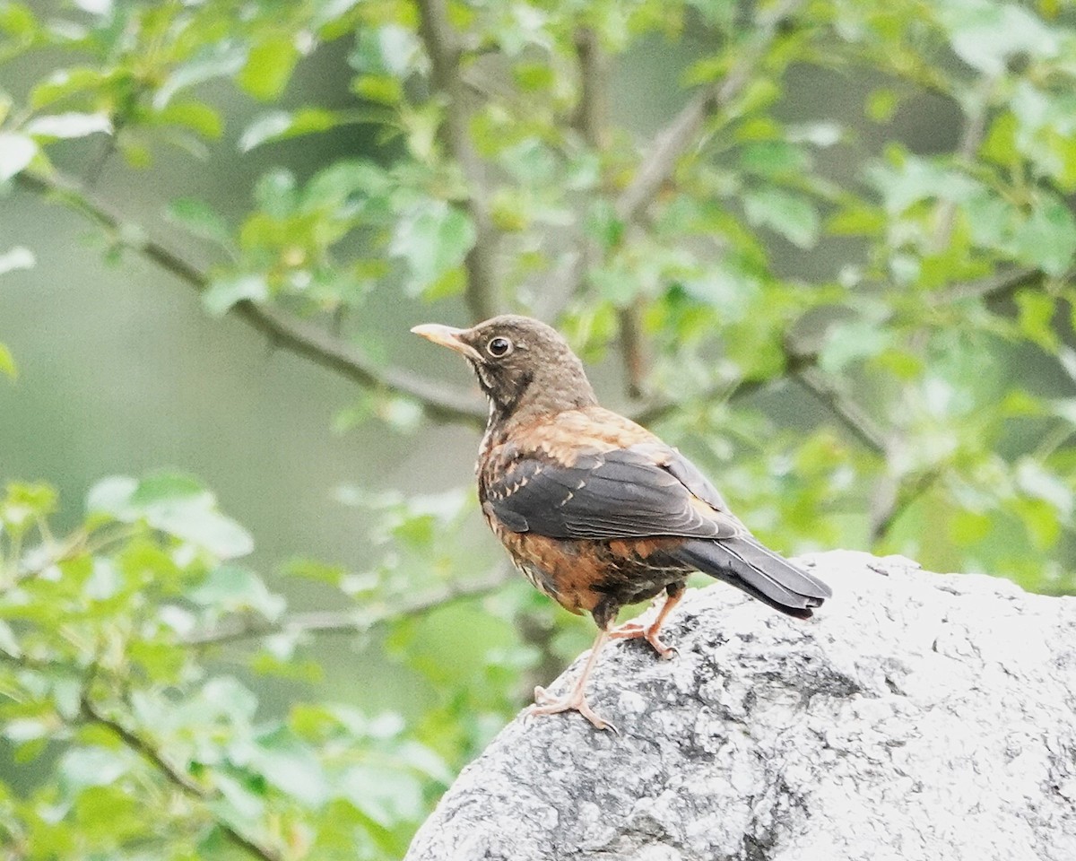 Chestnut Thrush - ML641911567