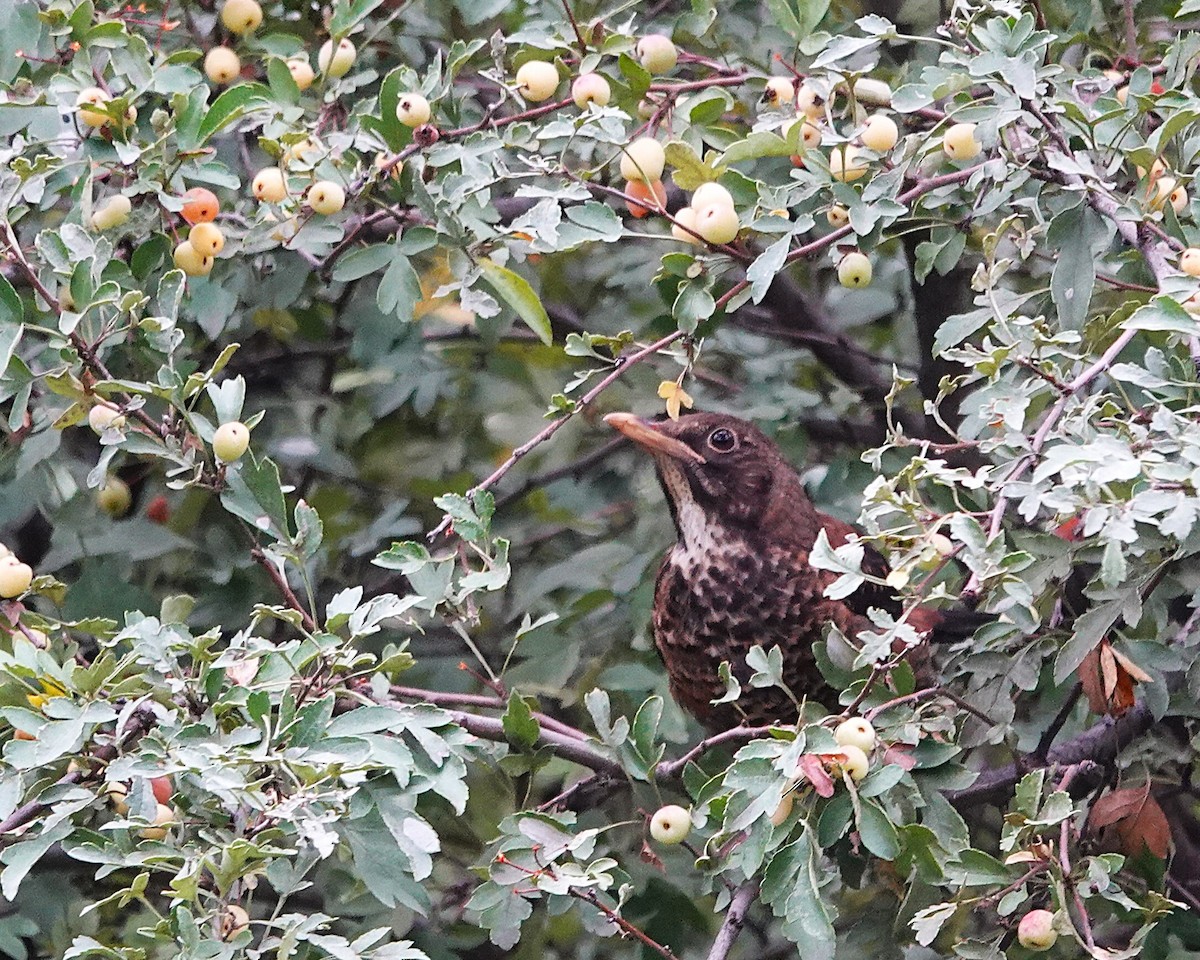 Chestnut Thrush - ML641911573