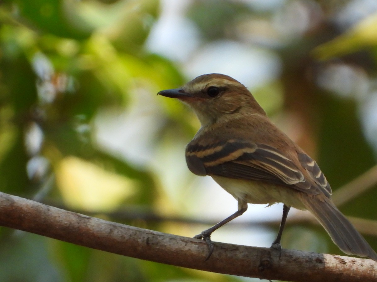 Fuscous Flycatcher - ML641911574