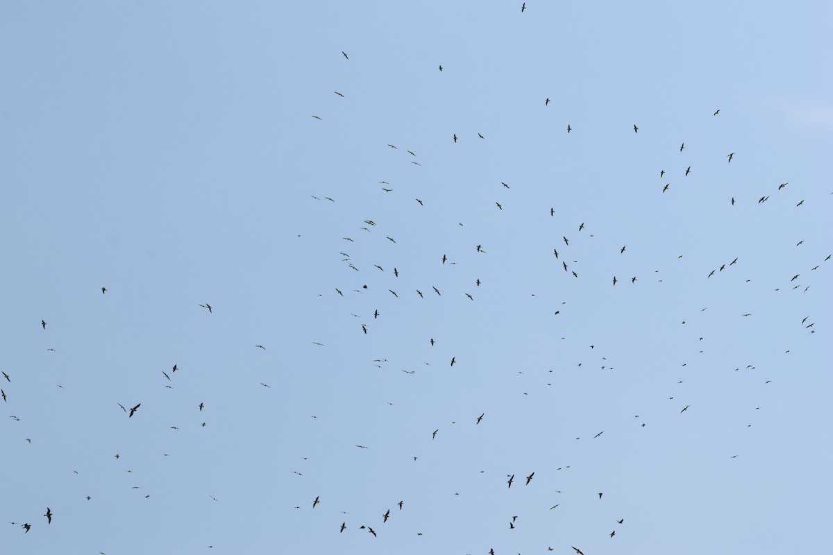 Oriental Pratincole - ML641911585