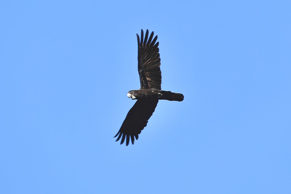 Red-tailed Black-Cockatoo - ML641911587