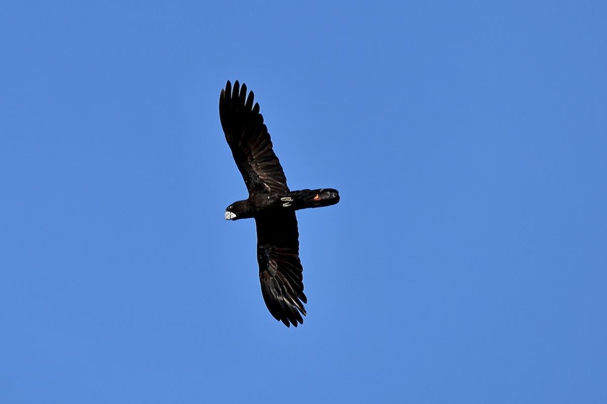 Red-tailed Black-Cockatoo - ML641911588