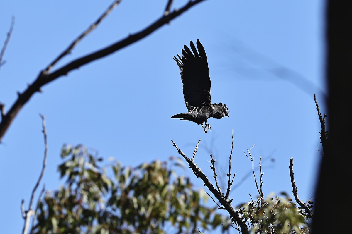 Red-tailed Black-Cockatoo - ML641911589