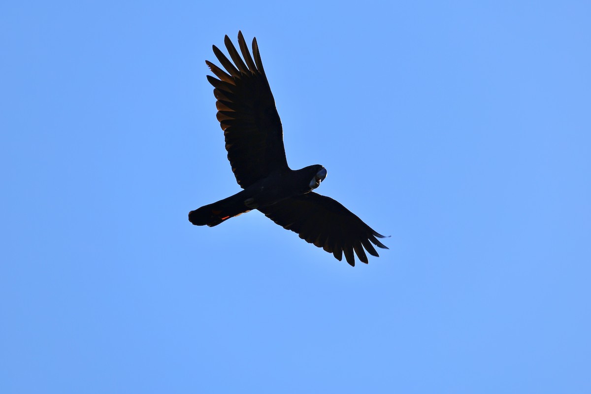Red-tailed Black-Cockatoo - ML641911590