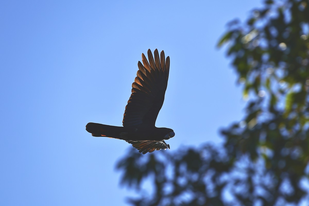 Red-tailed Black-Cockatoo - ML641911591