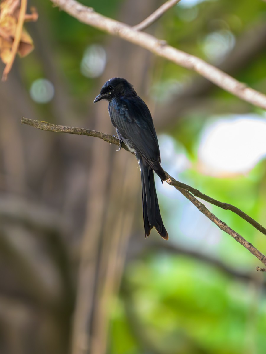 Black Drongo - ML641911598