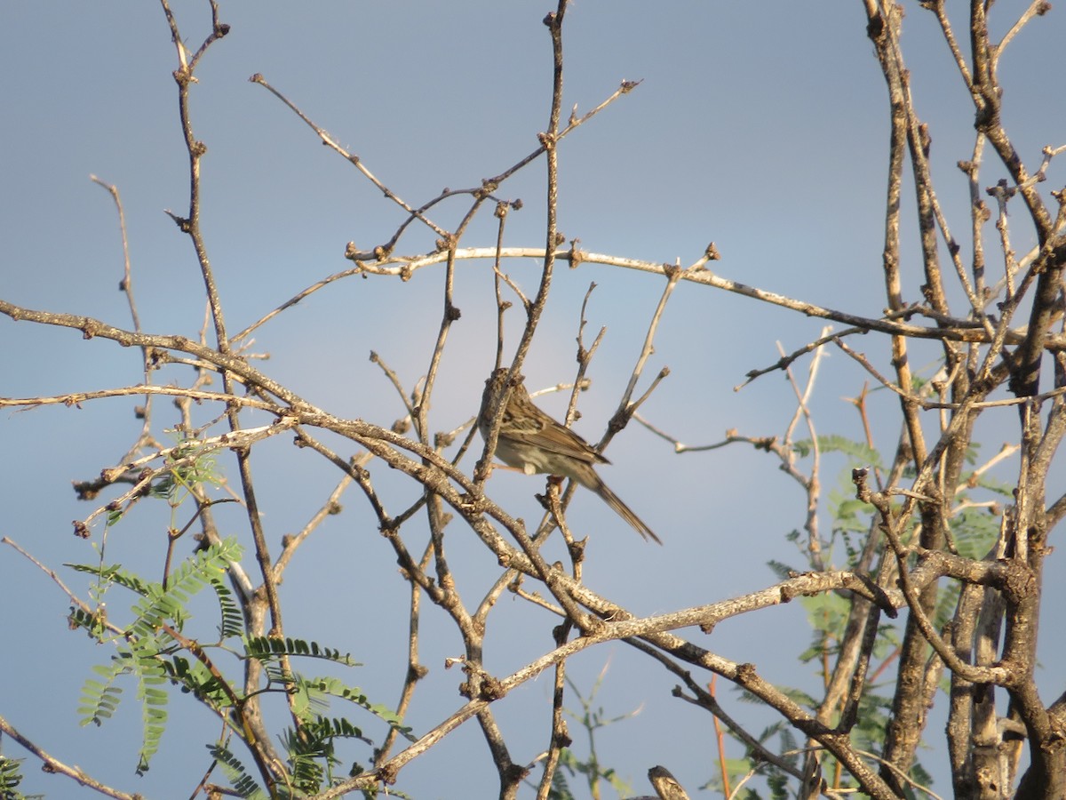 Brewer's Sparrow - ML641911618