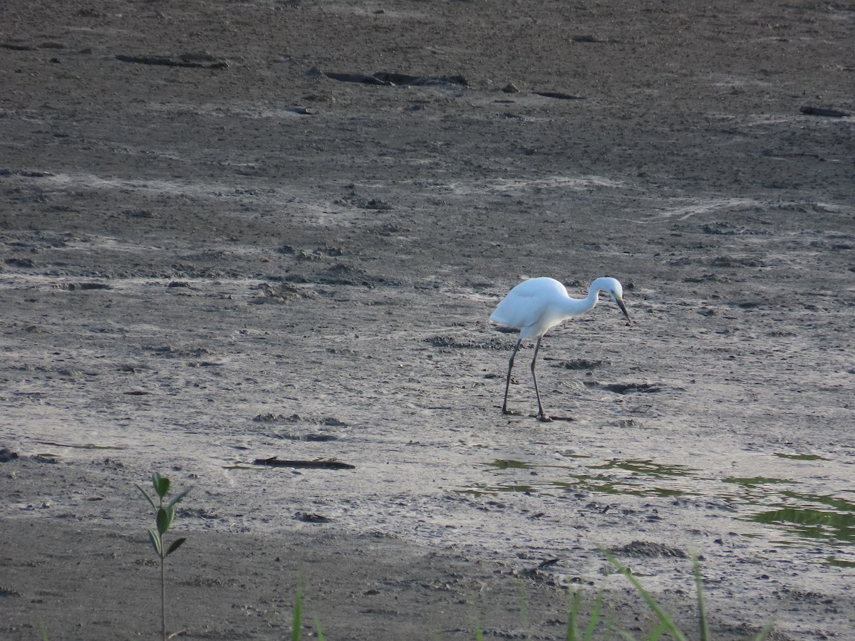 Medium Egret - ML641911629