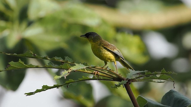 Gray-crowned Yellowthroat - ML641911636