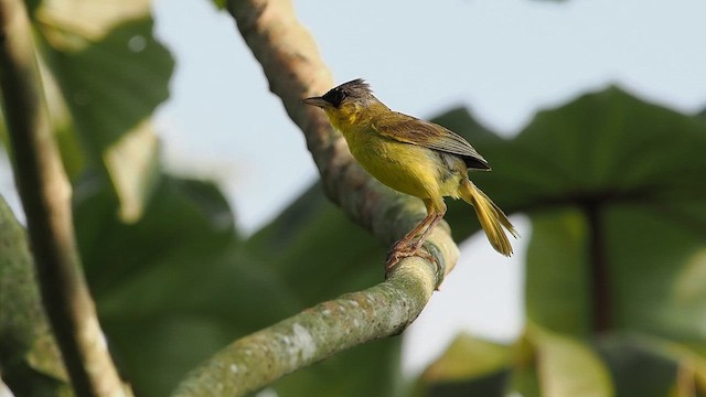 Gray-crowned Yellowthroat - ML641911637