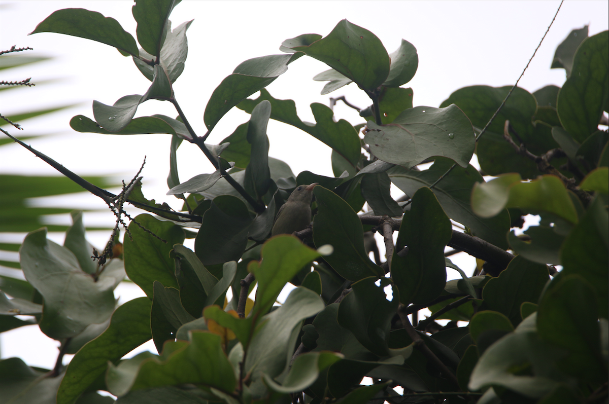 Pale-billed Flowerpecker - ML641911690