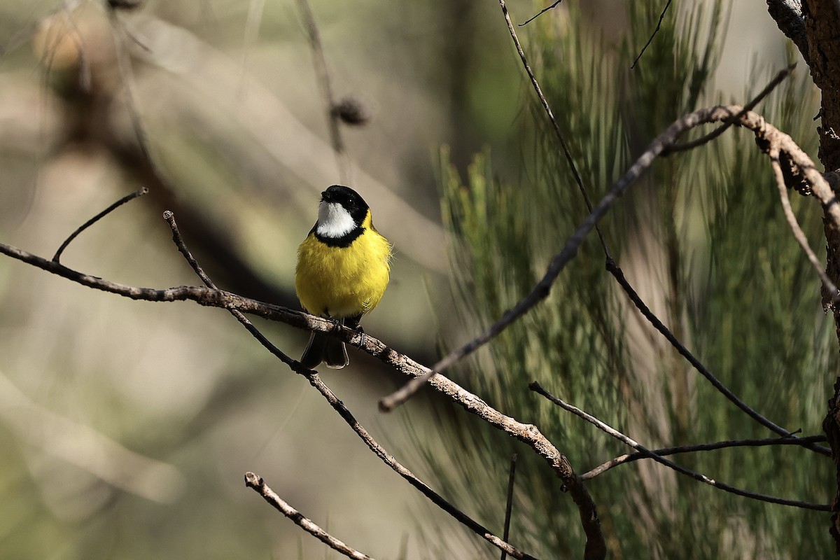 gullplystrer (fuliginosa/occidentalis) - ML641911702