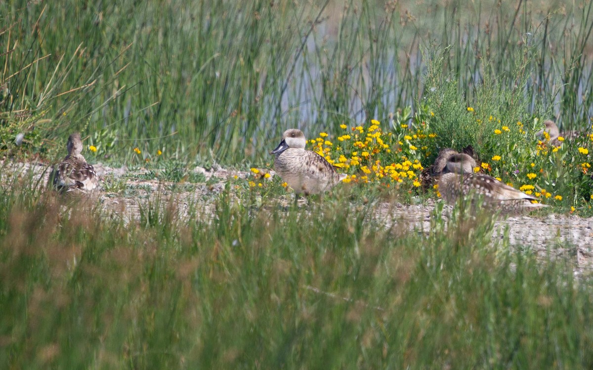 Marbled Duck - ML641911710