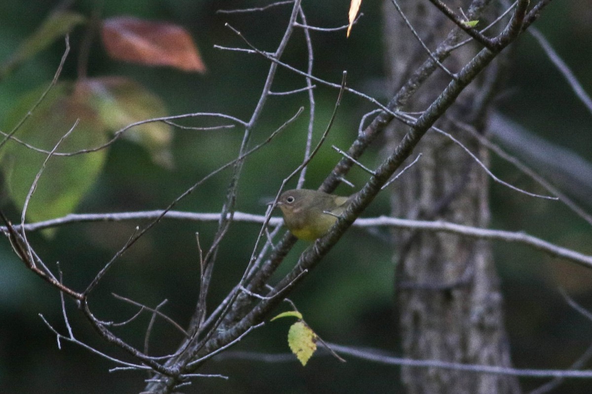 Connecticut Warbler - ML641911717