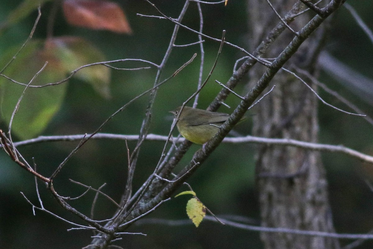 Connecticut Warbler - ML641911718