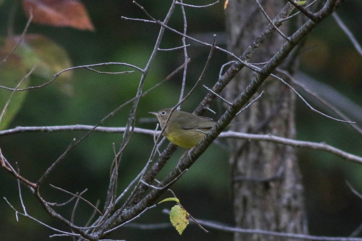 Connecticut Warbler - ML641911719