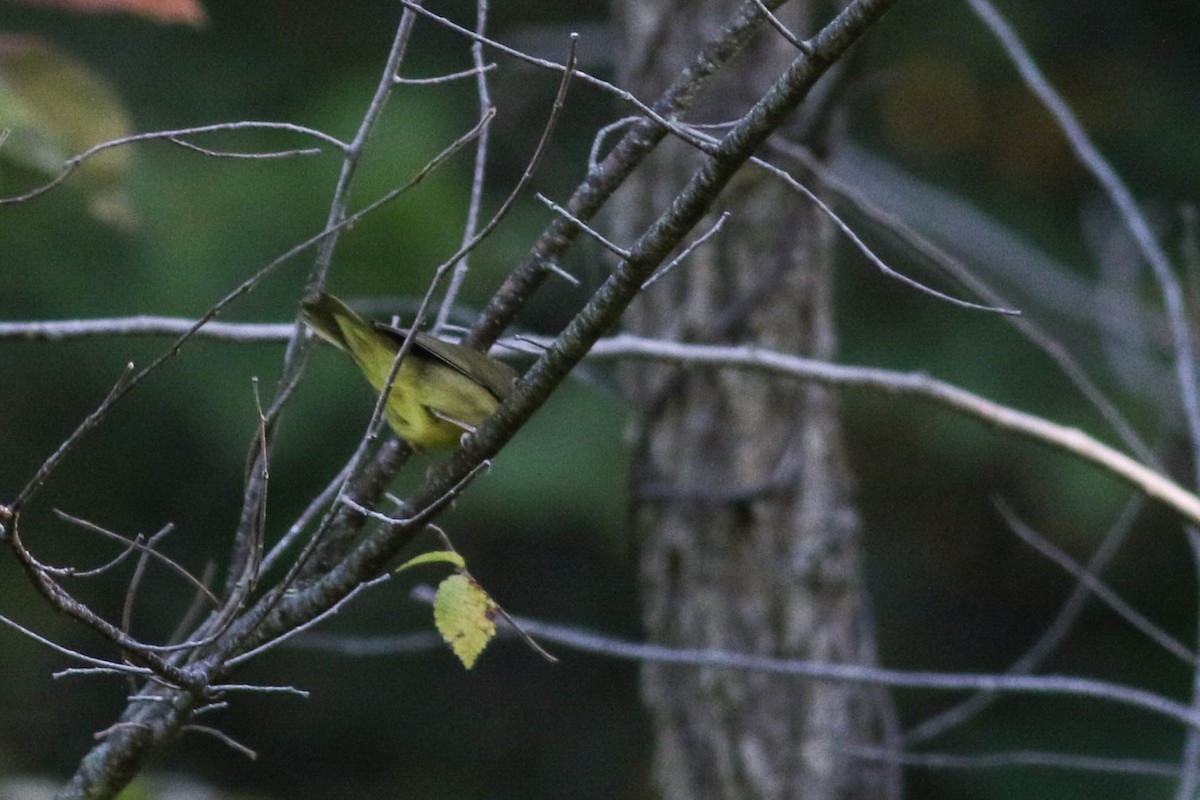 Connecticut Warbler - ML641911720