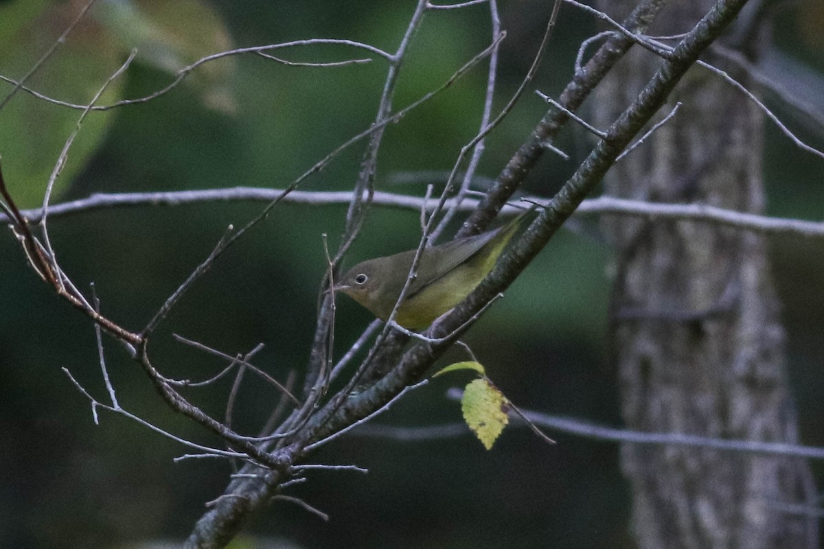 Connecticut Warbler - ML641911721