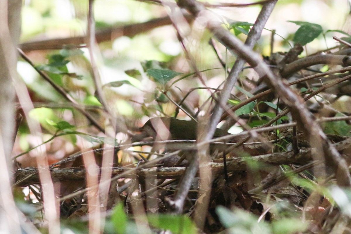 Connecticut Warbler - ML641911722