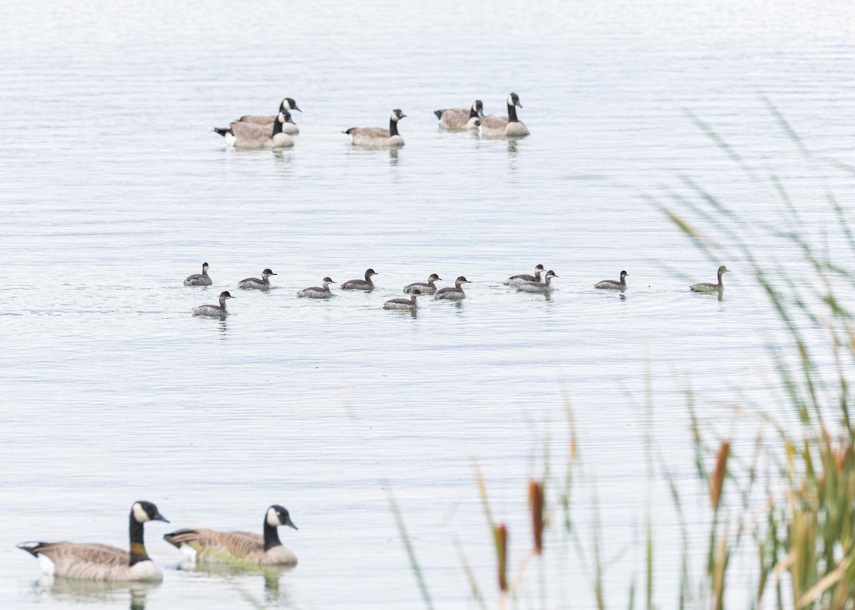 Eared Grebe - ML641911734