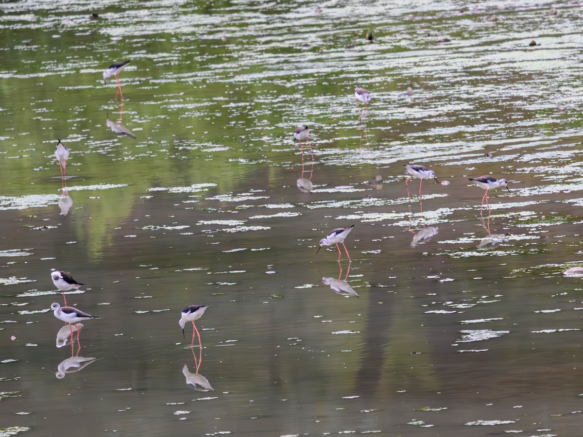Black-winged Stilt - ML641911735