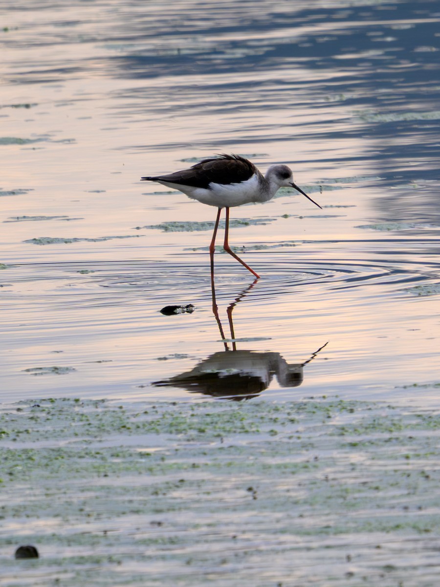 Black-winged Stilt - ML641911736