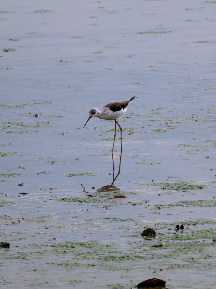 Black-winged Stilt - ML641911737