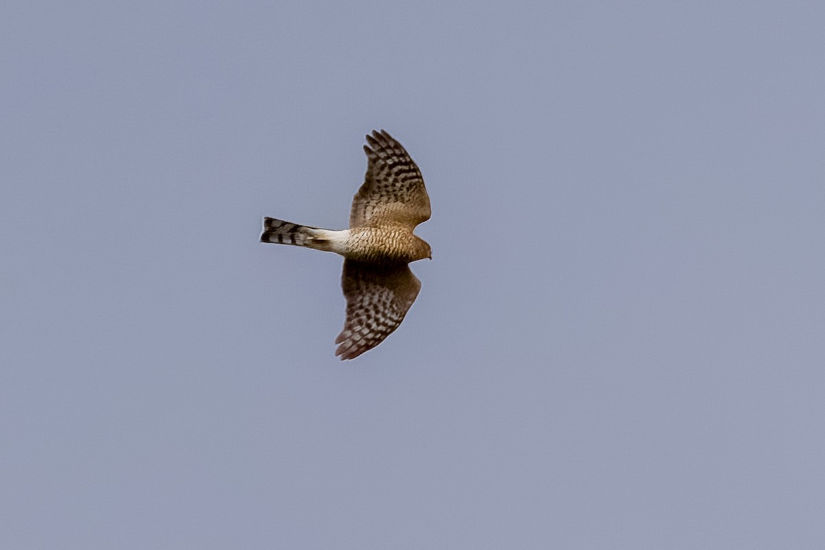 Sharp-shinned Hawk - ML641911738