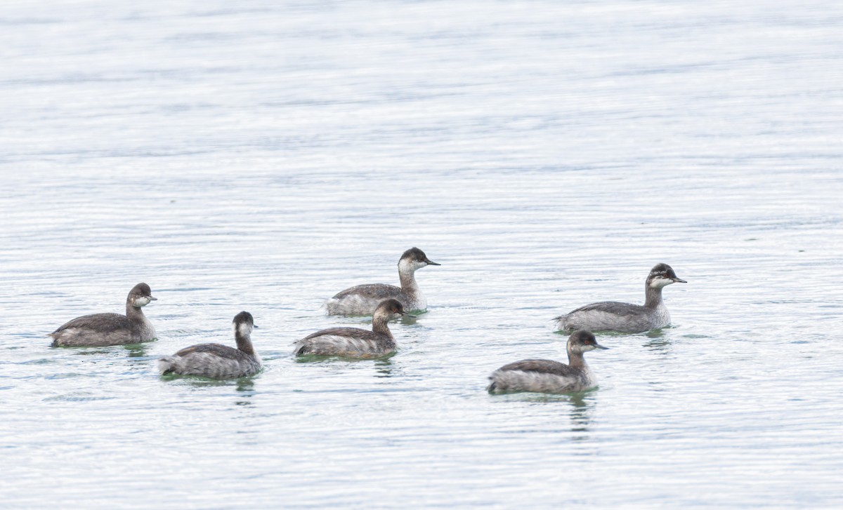 Eared Grebe - ML641911739