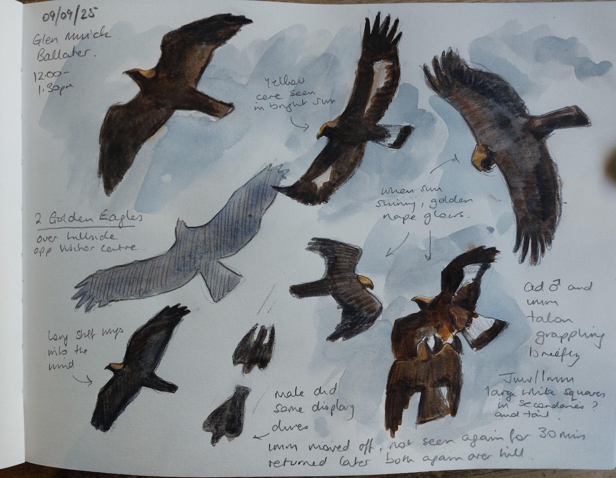 Golden Eagle - ML641911778