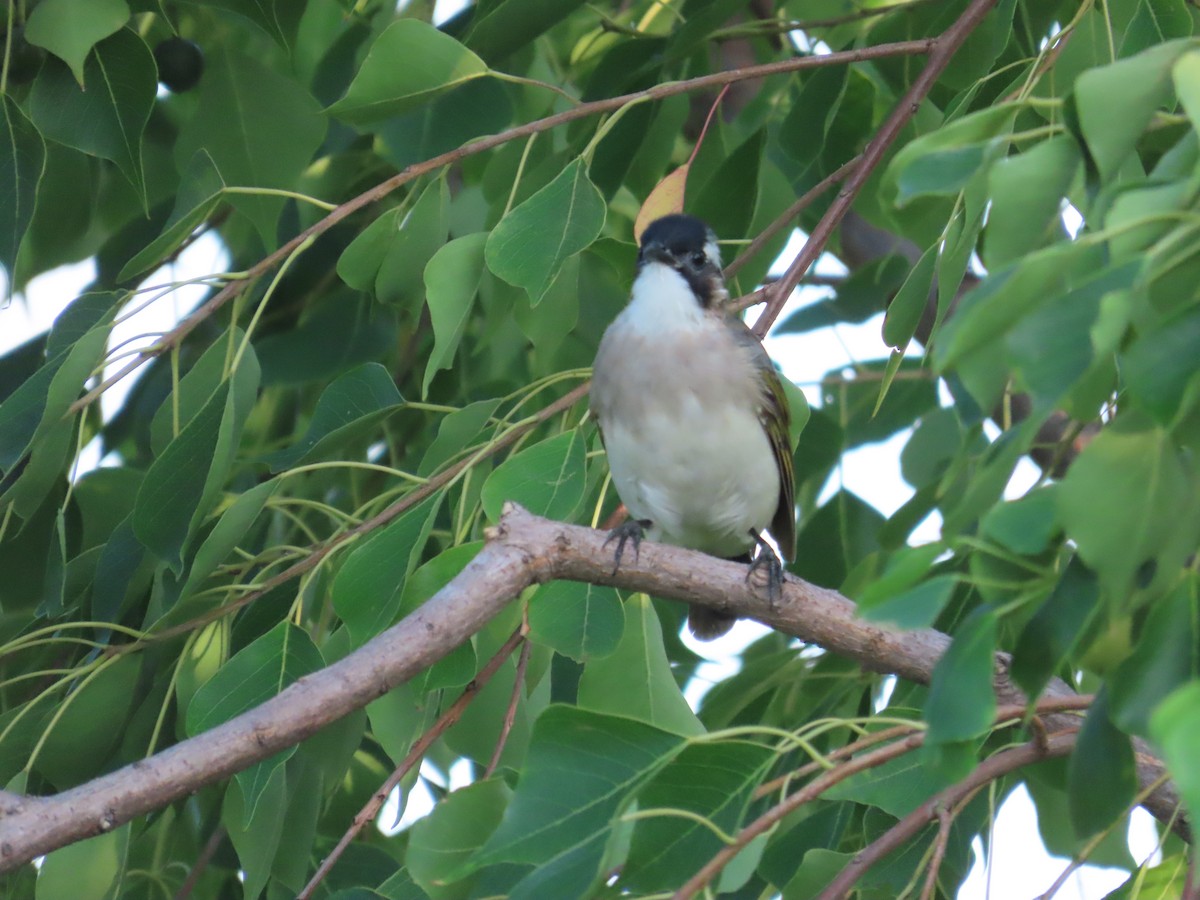Light-vented Bulbul - ML641911782