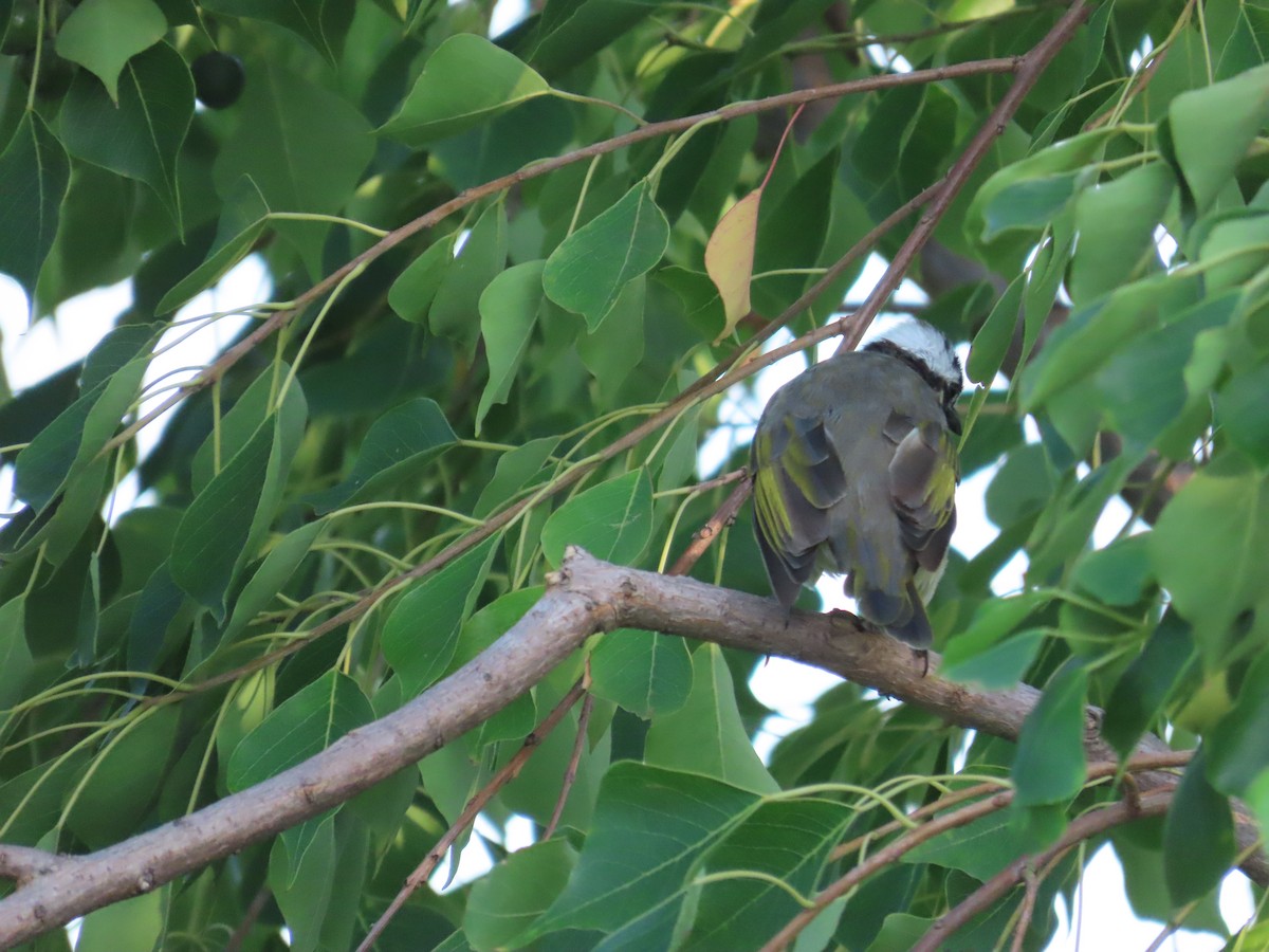 Light-vented Bulbul - ML641911783