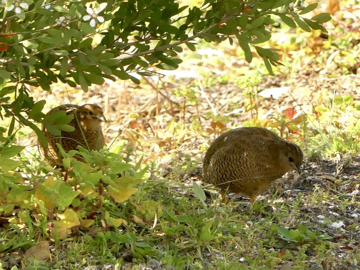 Brown Quail - ML641911839
