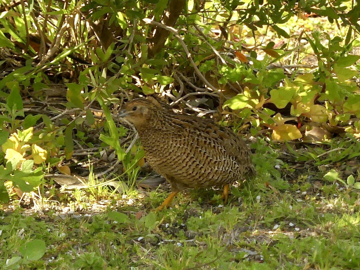 Brown Quail - ML641911840