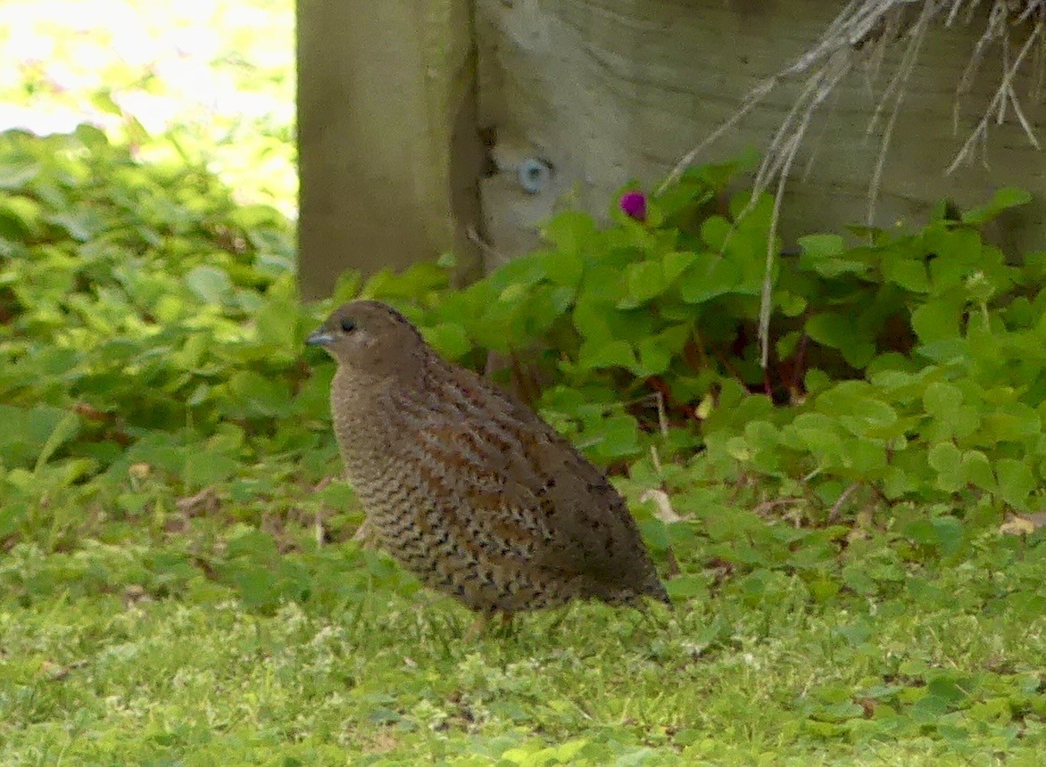 Brown Quail - ML641911841