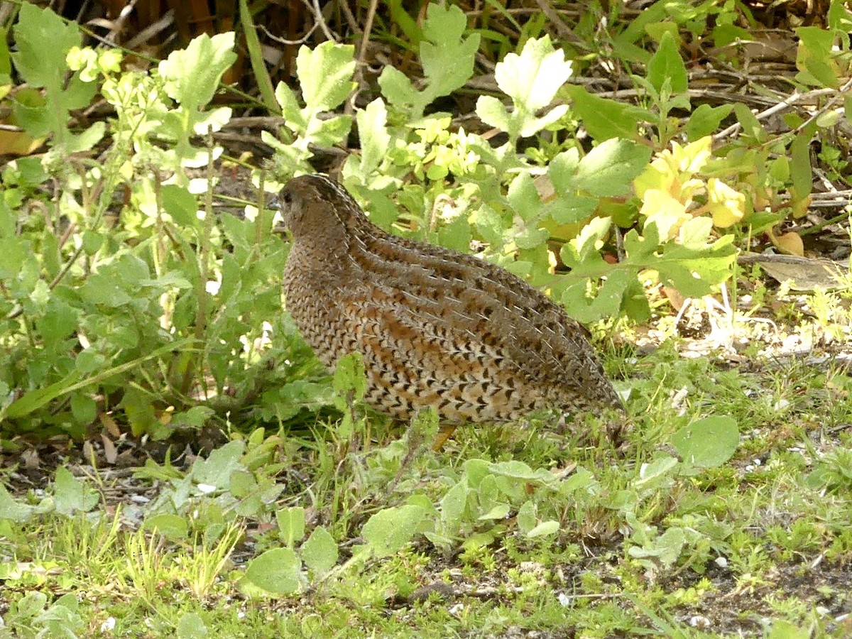 Brown Quail - ML641911842