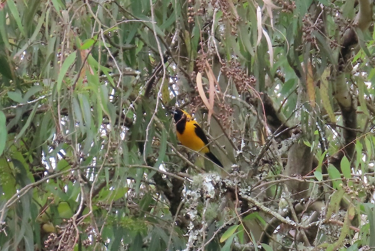 Turpial Dorsidorado - ML641911861