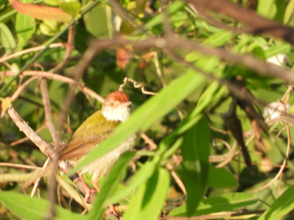 Common Tailorbird - ML641911879