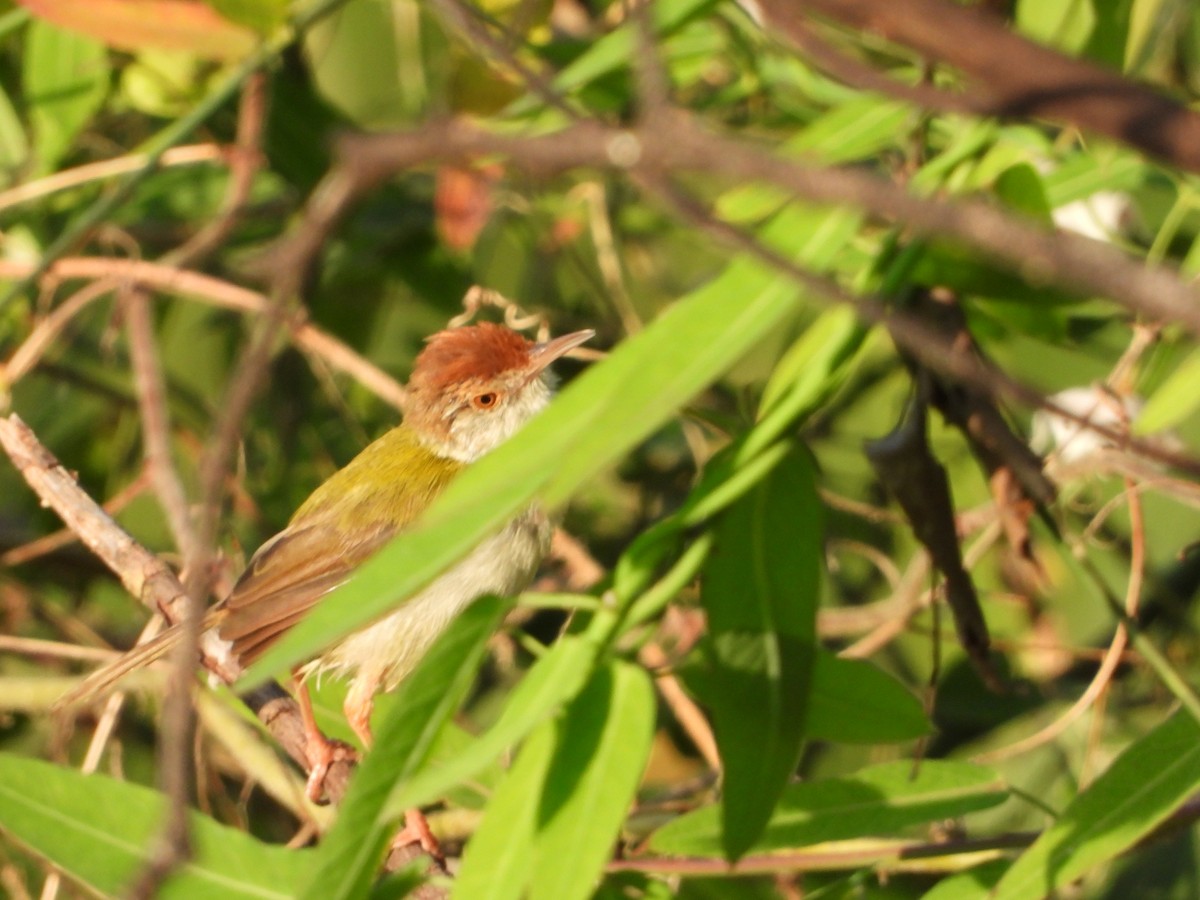 Common Tailorbird - ML641911880