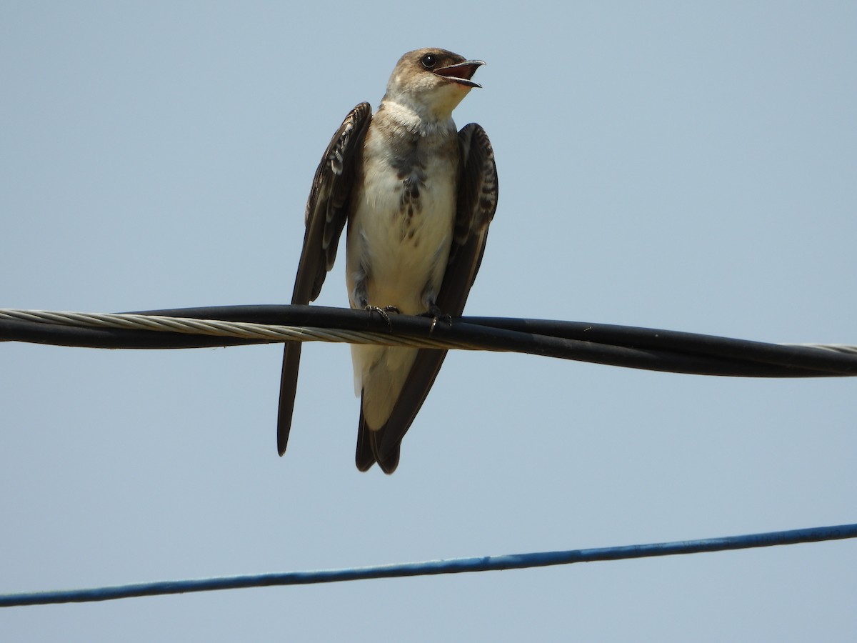 Brown-chested Martin - ML641911882