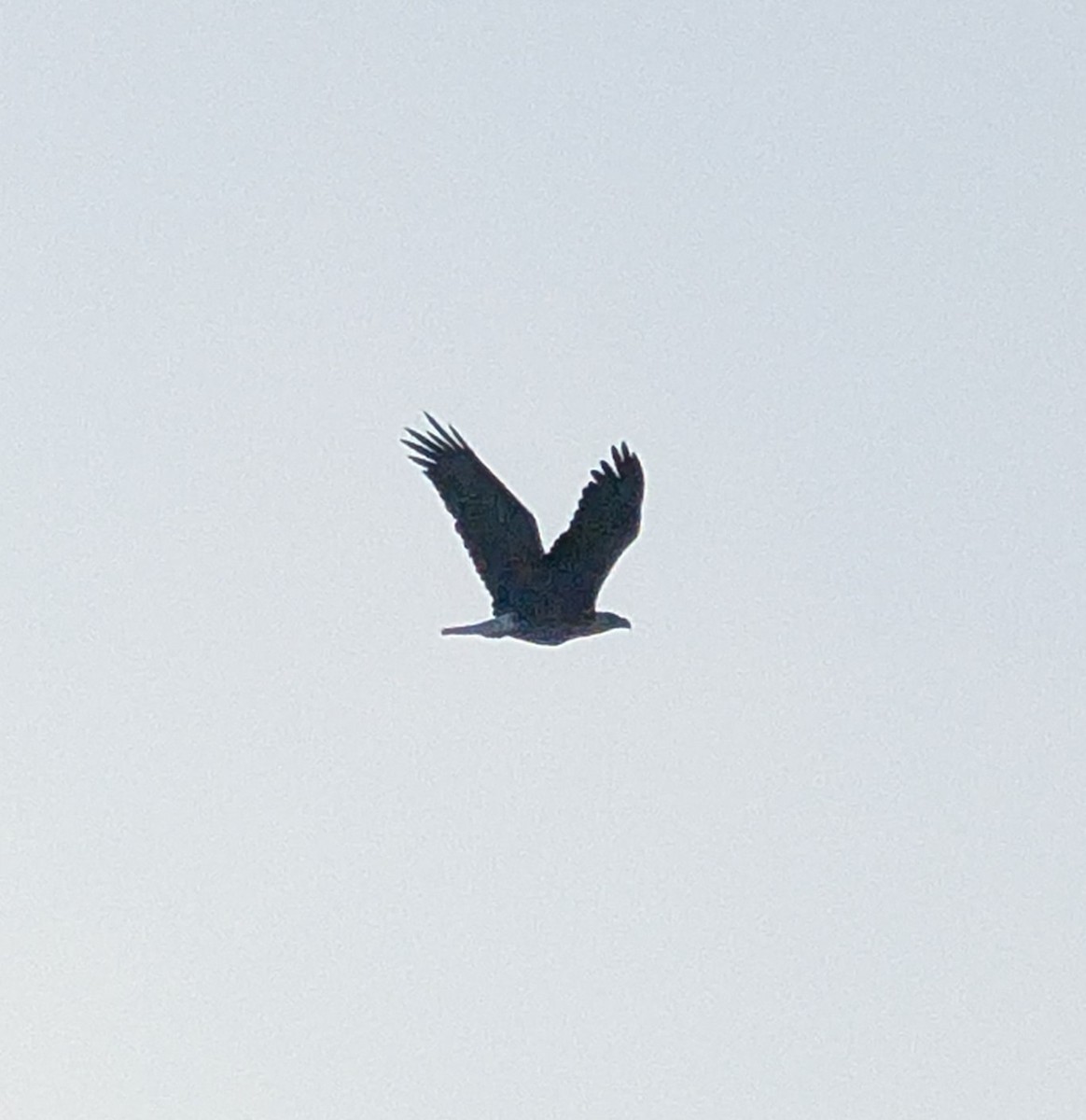 Bald Eagle - ML641911888