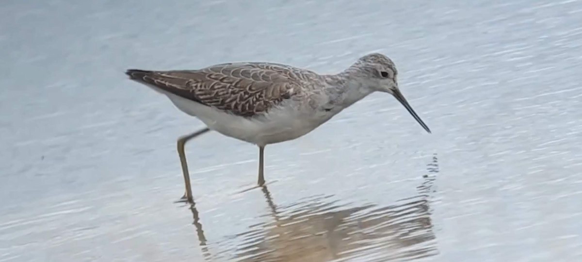 Marsh Sandpiper - ML641911903