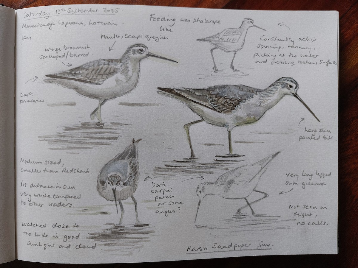 Marsh Sandpiper - ML641911904