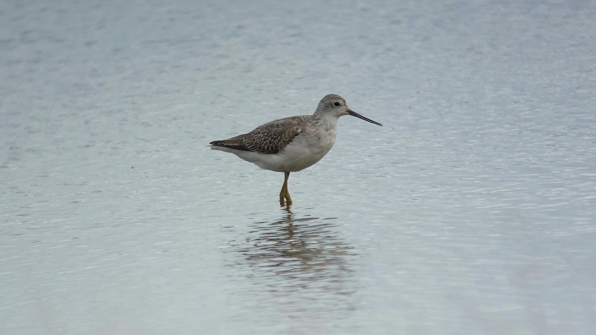 Marsh Sandpiper - ML641911905